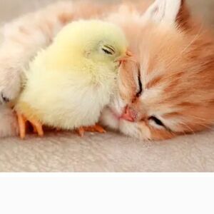 JTV Collection Sliver And More